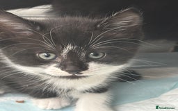 Mixed Breed cats for sale: 4 beautiful kittens - Image 1