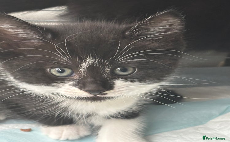 Mixed Breed cats - Advert 6