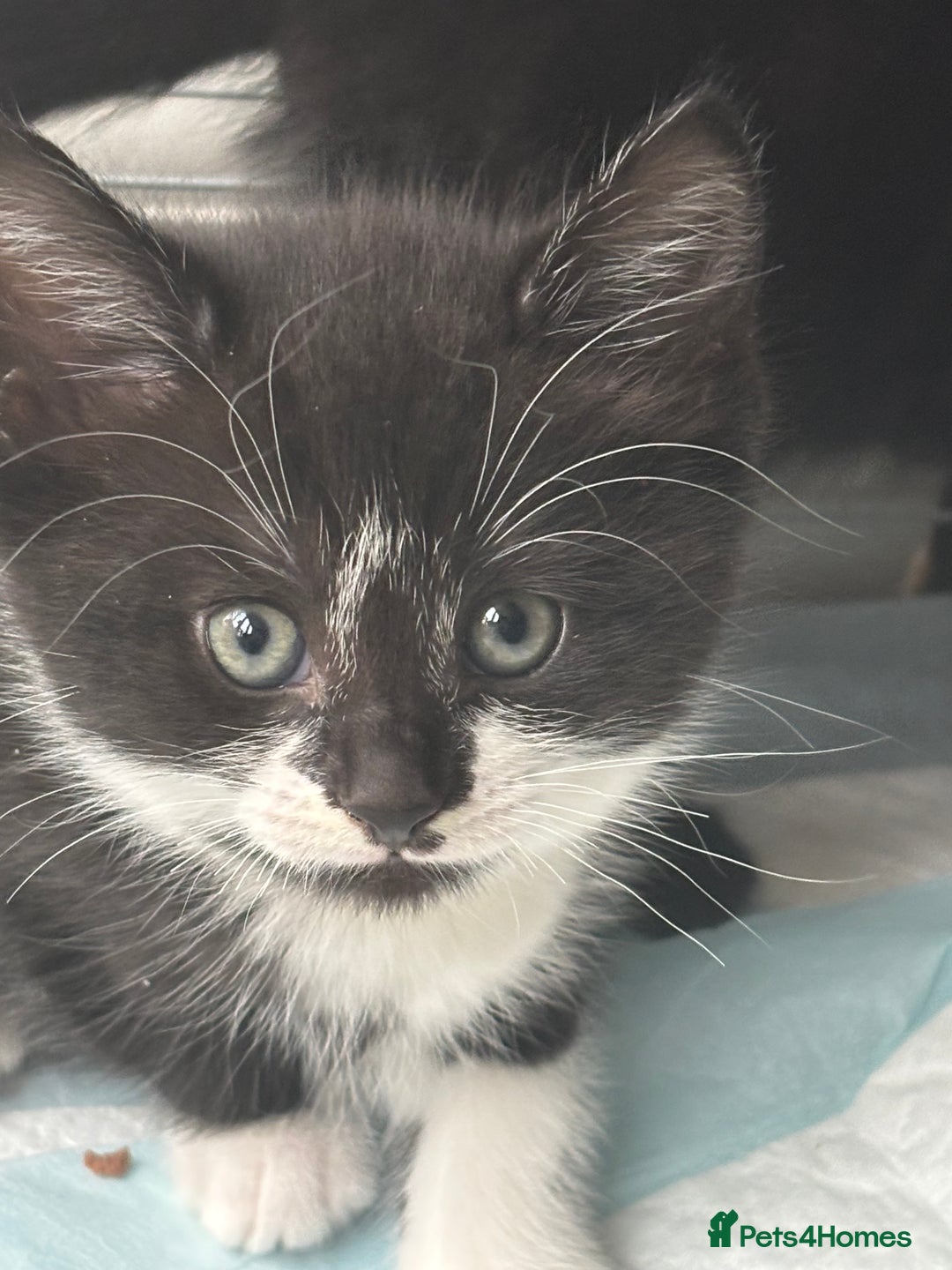 Mixed Breed cats for sale: 4 beautiful kittens - Image 1