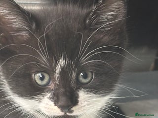 Mixed Breed cats - Advert 13
