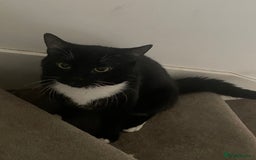 Domestic Shorthair cats for sale: Four male cats for sale - Image 4