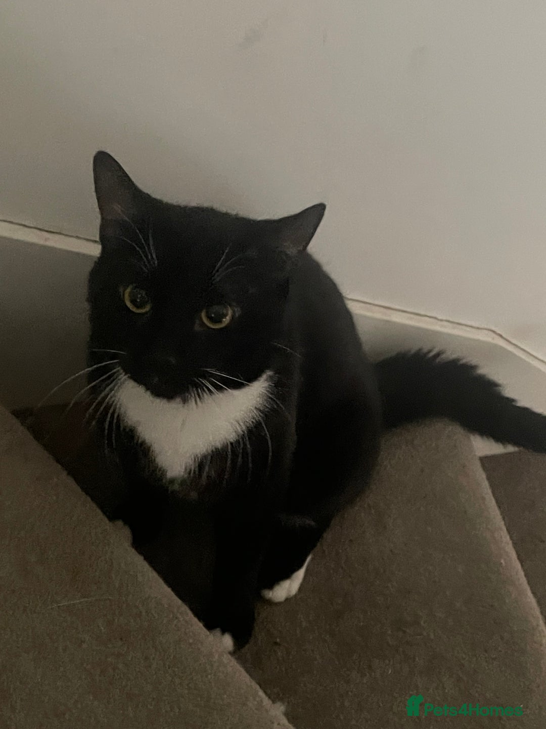 Domestic Shorthair cats for sale: Four male cats for sale - Image 4