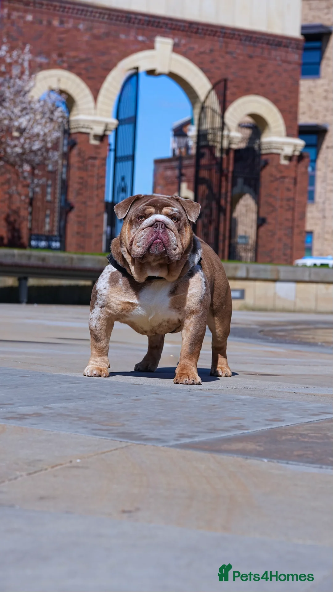 English Bulldog dogs for stud: DUFFABULLS MAUI - lilac tweed Merle w cherry tan - Advert 5