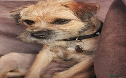 Border Terrier dogs for sale: Border terrier bitch 10 month  - Image 3