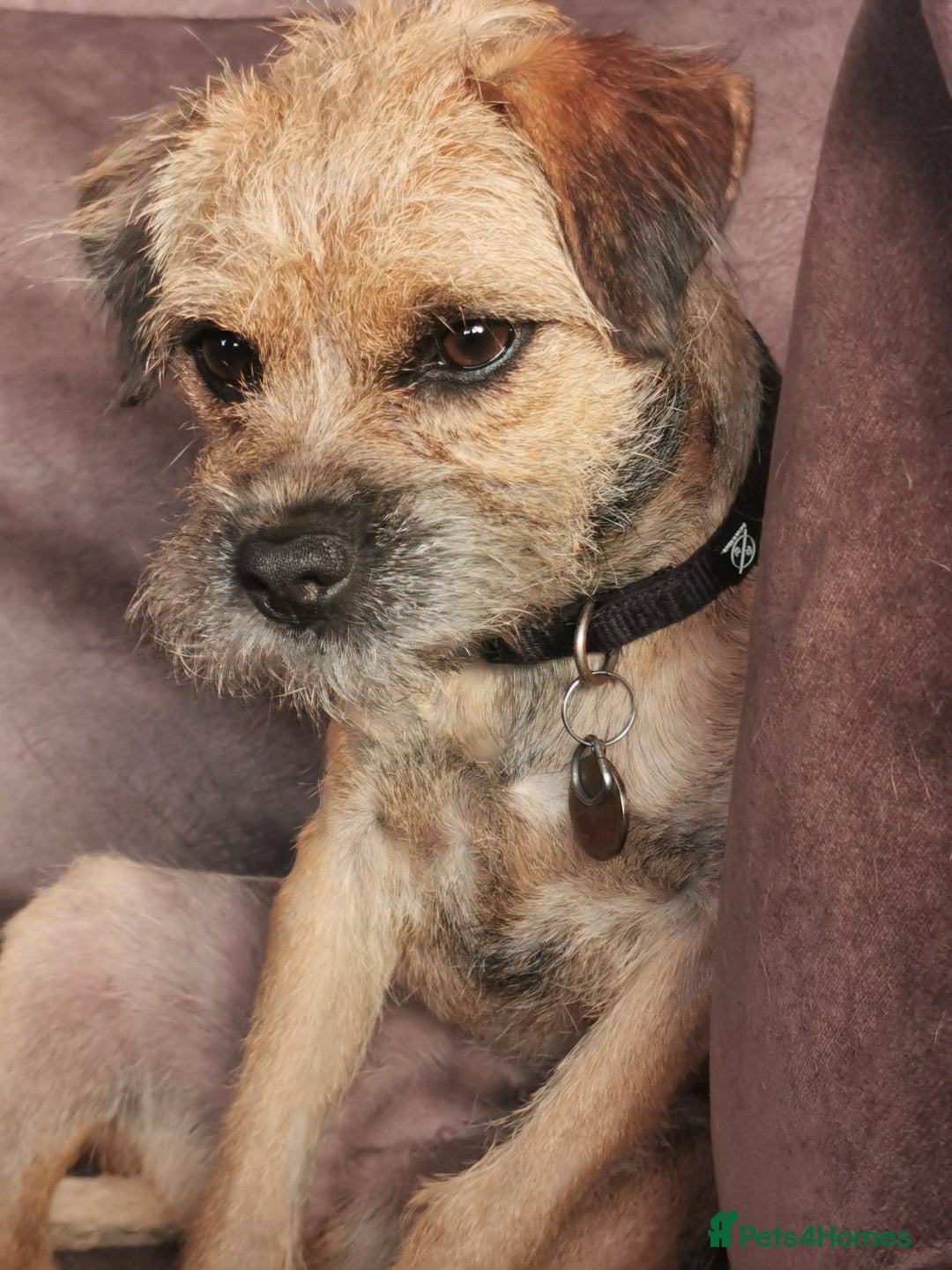 Border Terrier dogs for sale: Border terrier bitch 10 month  - Image 3