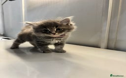 Ragdoll cats for sale: Fluffy Gorgeous Ragdoll Cross Kittens - Image 4