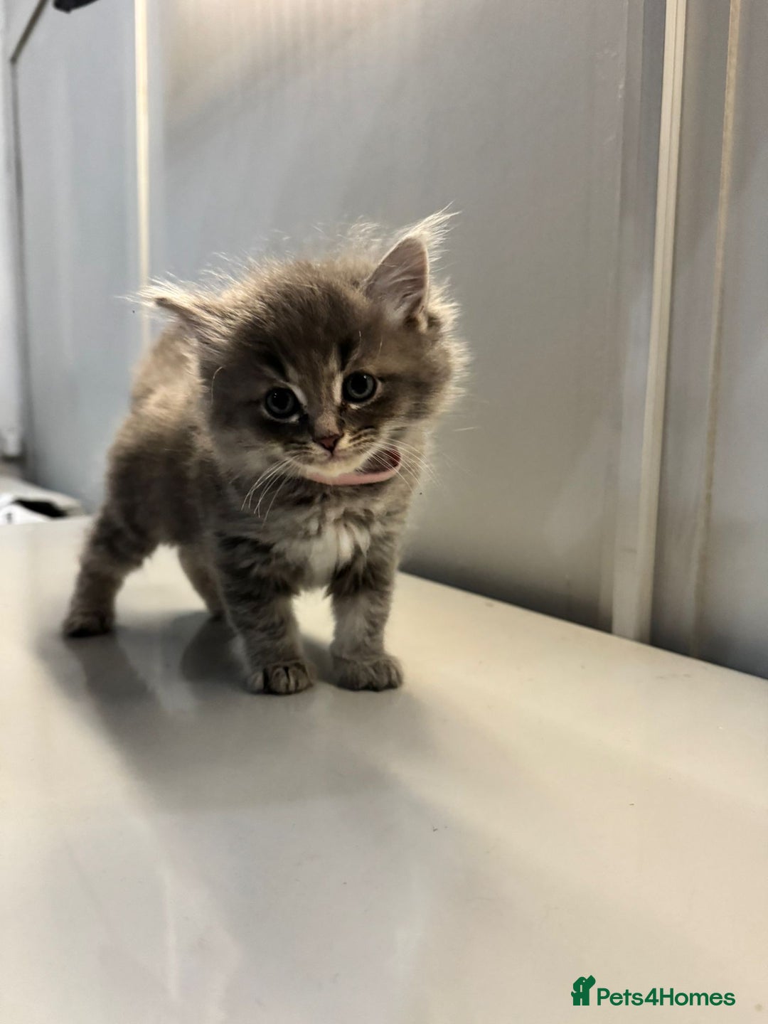 Ragdoll cats for sale: Fluffy Gorgeous Ragdoll Cross Kittens - Image 4