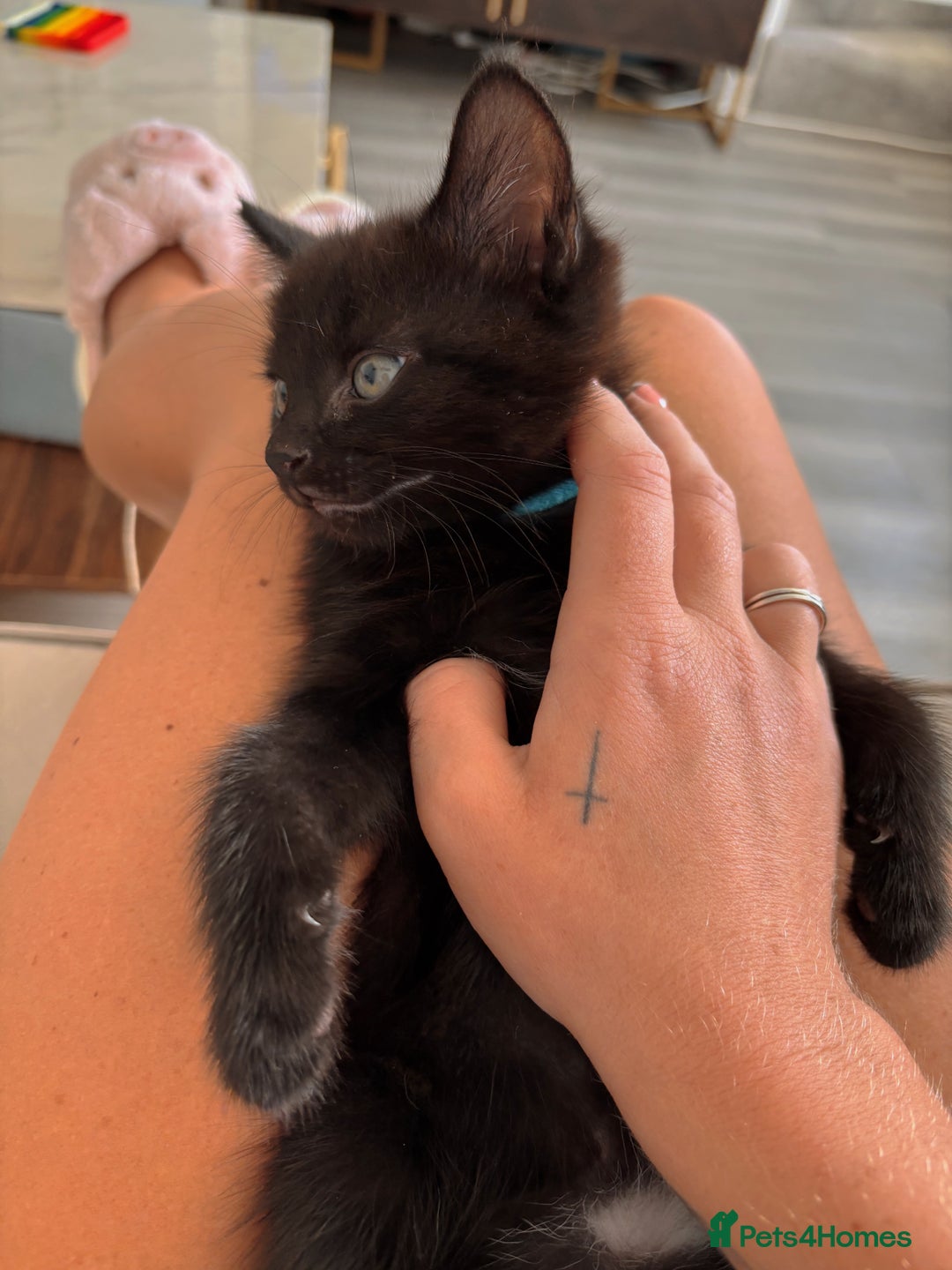 Mixed Breed cats for sale: Mixed breed kittens  - Image 1