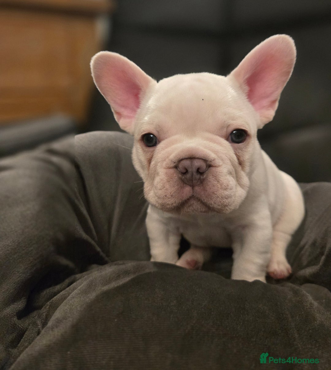 French Bulldog dogs for sale: Beautiful French Bulldog Puppies for sale - Advert 5
