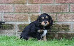 Cavapoo dogs for sale: F1 Cavapoo puppies for sale - Image 15