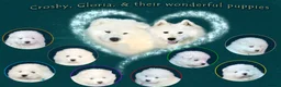 Samoyed dogs for sale: Puppies from three times champion father - Advert 1