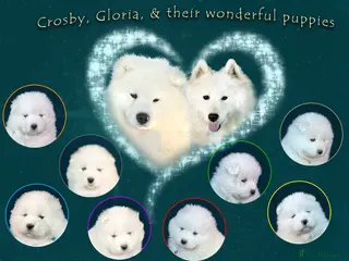 Samoyed dogs Puppies from three times champion father - Advert 2