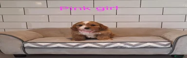 Pink girl