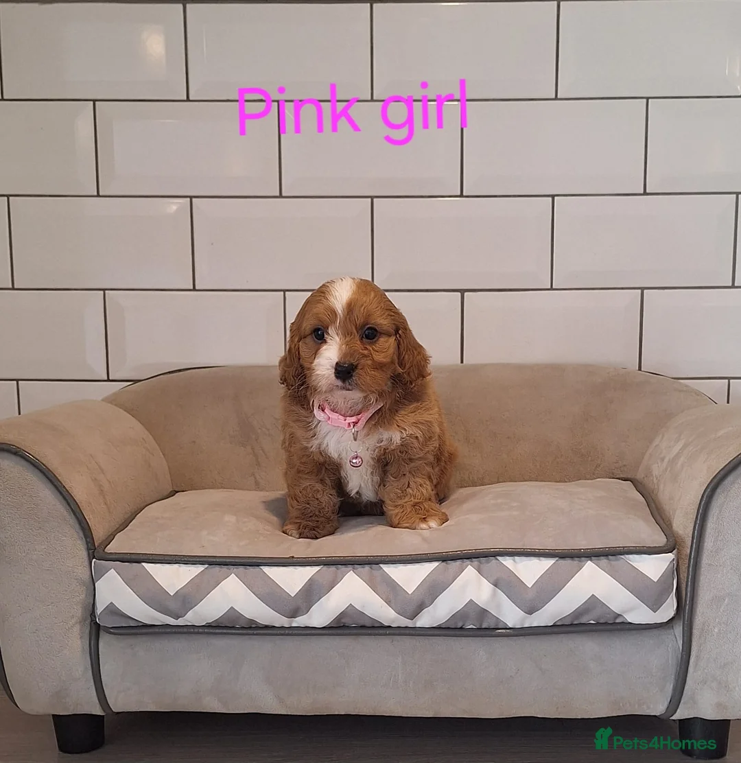 Cavapoochon dogs for sale: 🥰 Cavapoochons 🥰 - Advert 19