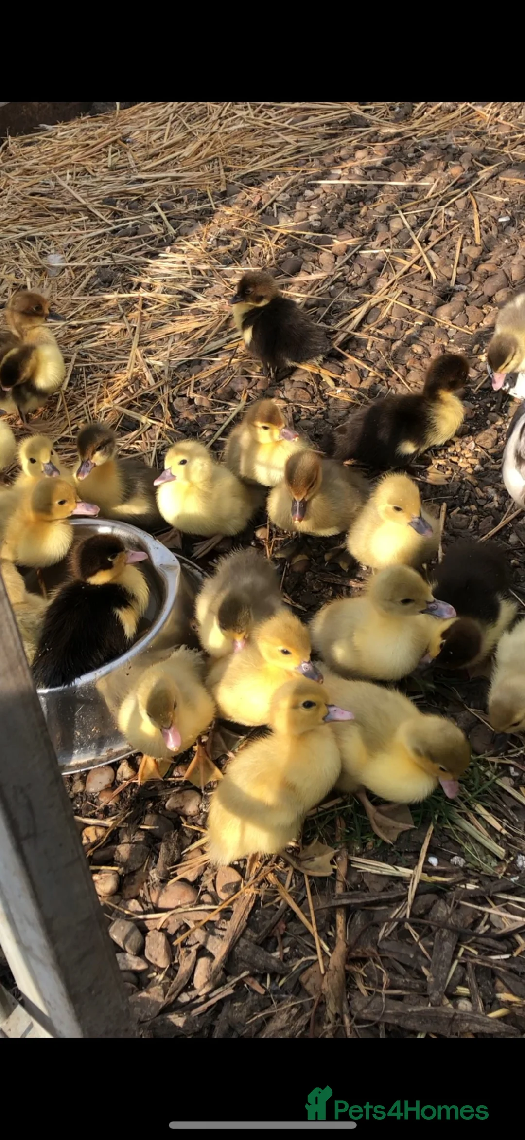 Ducks poultry for sale: Muscovy  - Advert 2