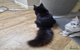 Maine Coon cats for sale: Pure maine coon - Image 9