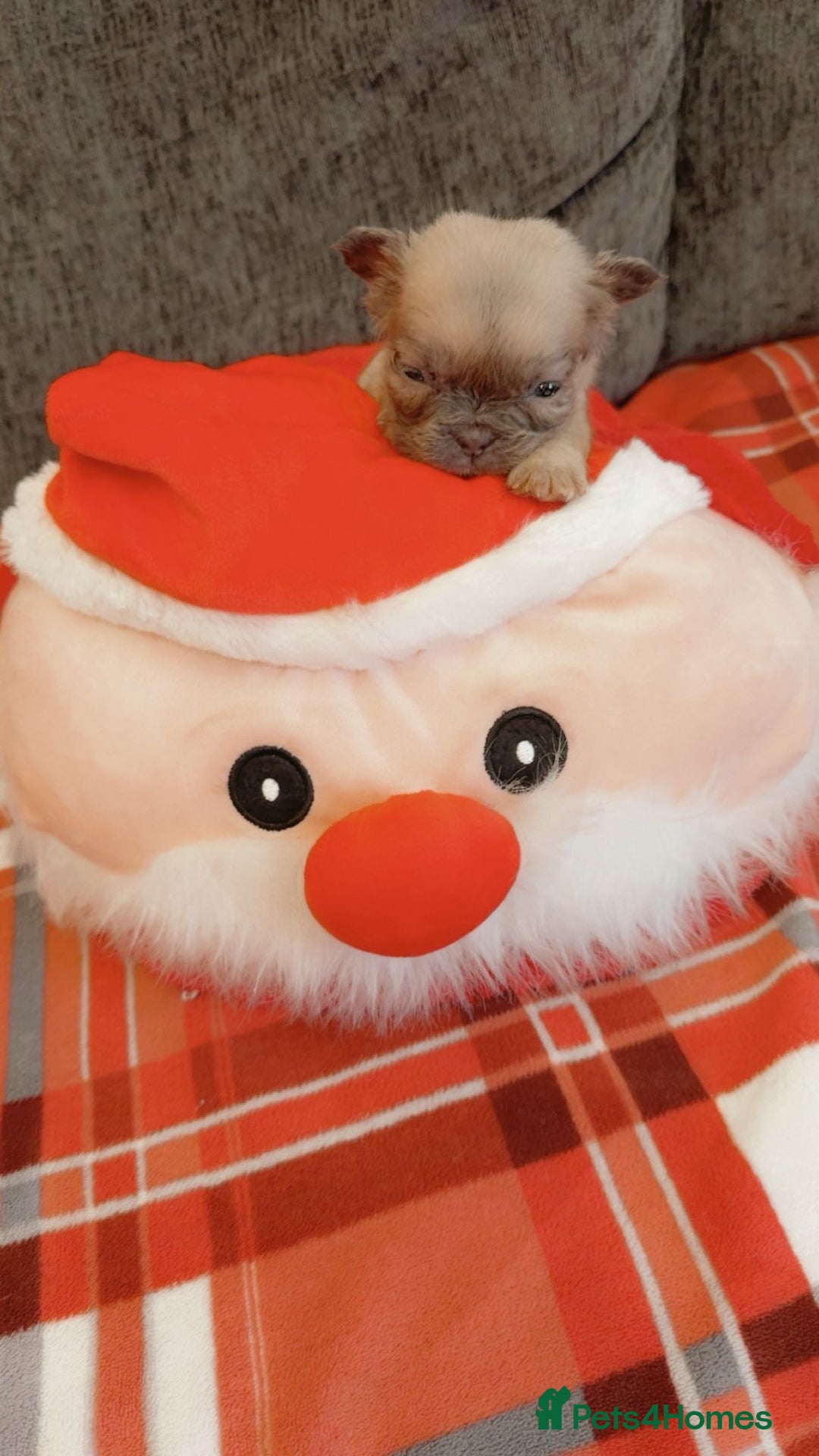 French Bulldog dogs for sale: Full fluffy French bulldogs Pink  - Advert 8