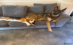 Beagle dogs for sale: Female beagle - Image 5