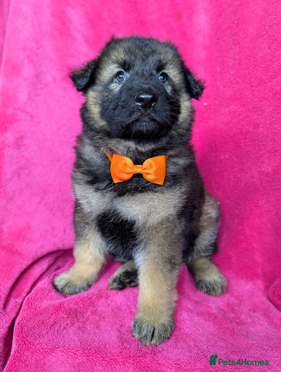 German Shepherd dogs for sale: Adorable German Shepherd puppies - Image 21