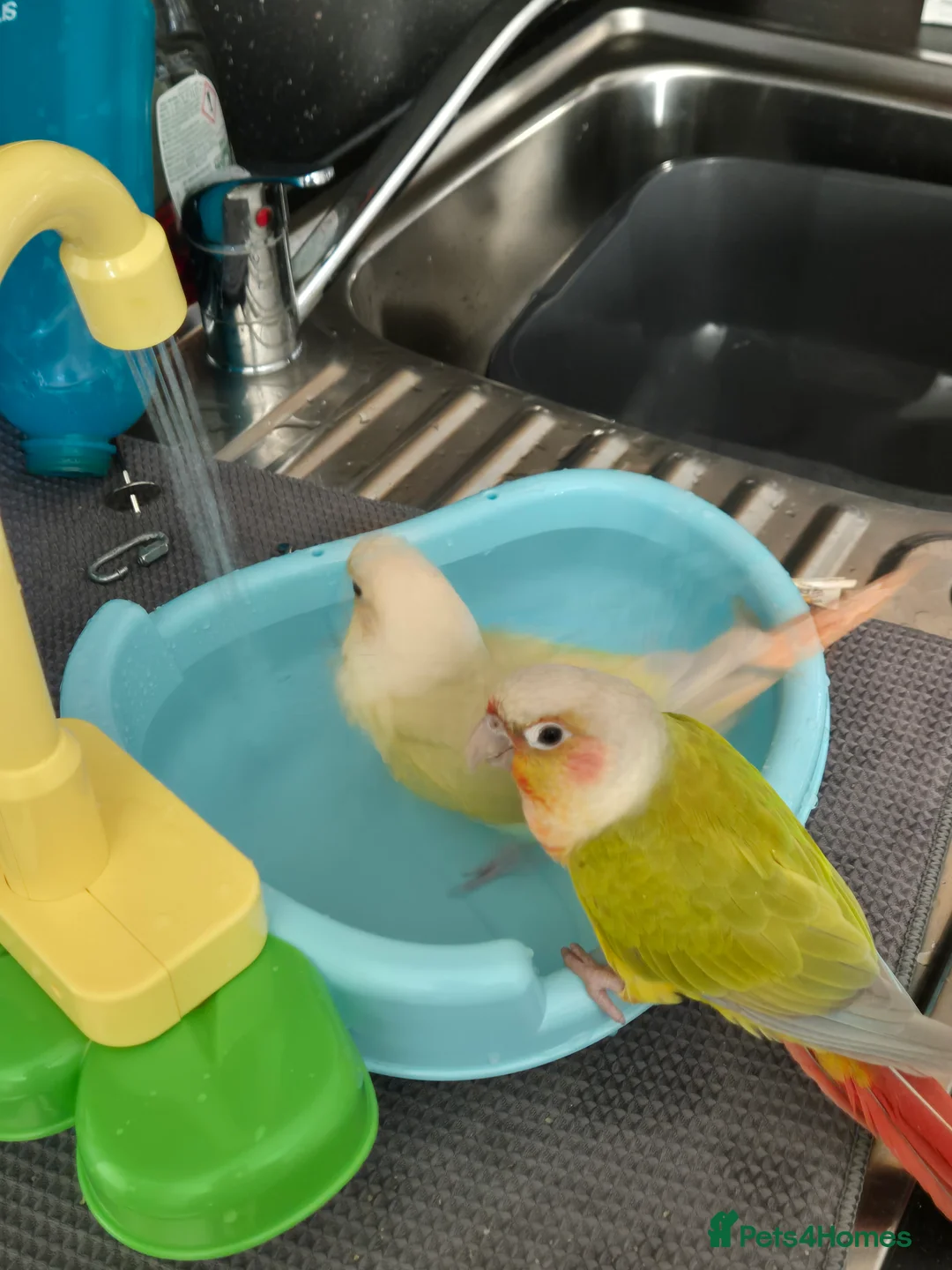 Conures birds for sale: Beauriful Pair of conures - Advert 2