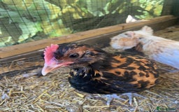 Chickens poultry for sale: Thuringian chickens - Image 5