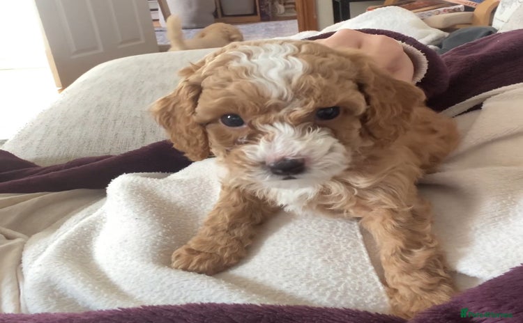 Cavapoochon dogs 🐾 Adorable F1b Cavapoochon Puppies- Ready Soon!🐾 - Advert 15