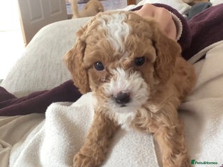Cavapoochon dogs 🐾 Adorable F1b Cavapoochon Puppies- Ready Soon!🐾 - Advert 14
