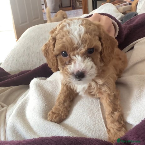 Cavapoochon dogs 🐾 Adorable F1b Cavapoochon Puppies- Ready Soon!🐾 - Advert 15