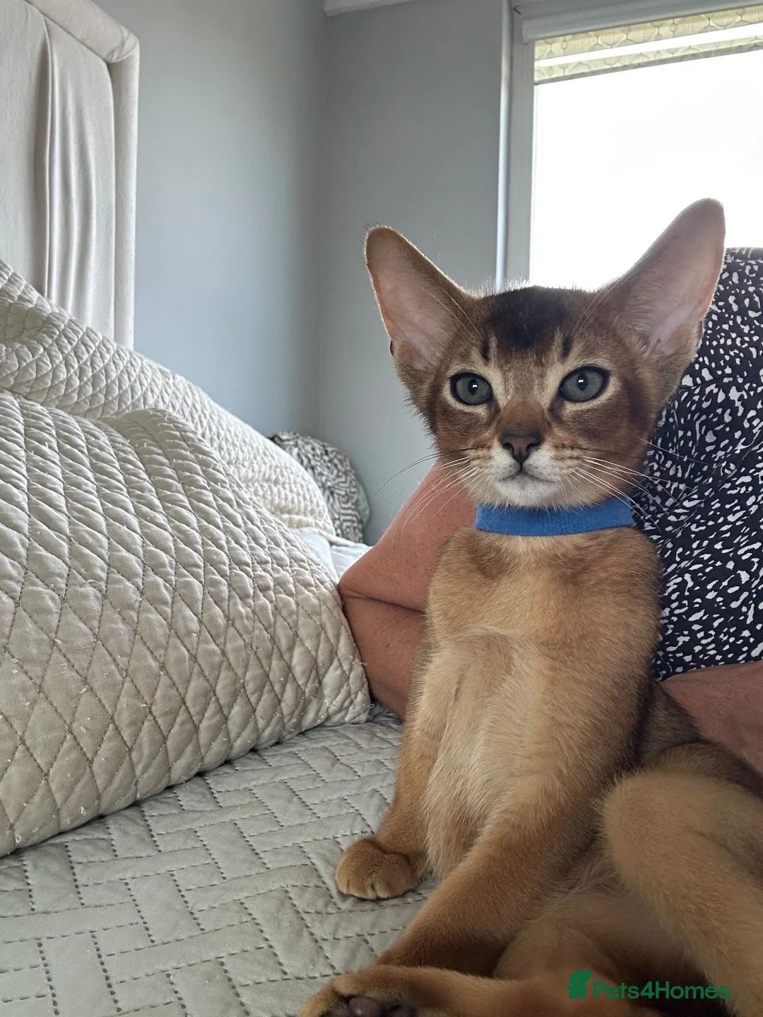 Abyssinian cats for sale: Last one boy ready to go🌟 - Advert 16