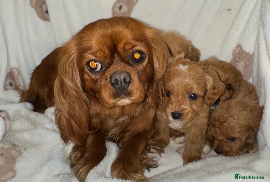 Cavapoo dogs for sale: Gorgous F1 Cavapoo puppies💙 - Advert 8