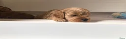 Cavapoo dogs for sale: Stunning red Cavapoo puppies  - Advert 9