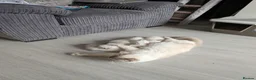 Ragdoll cats for sale: 🐾Ragdoll kittens for sale🐾 - Advert 3