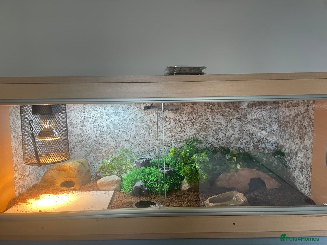 Leopard Gecko reptiles for sale: Leopard gecko - Image 2