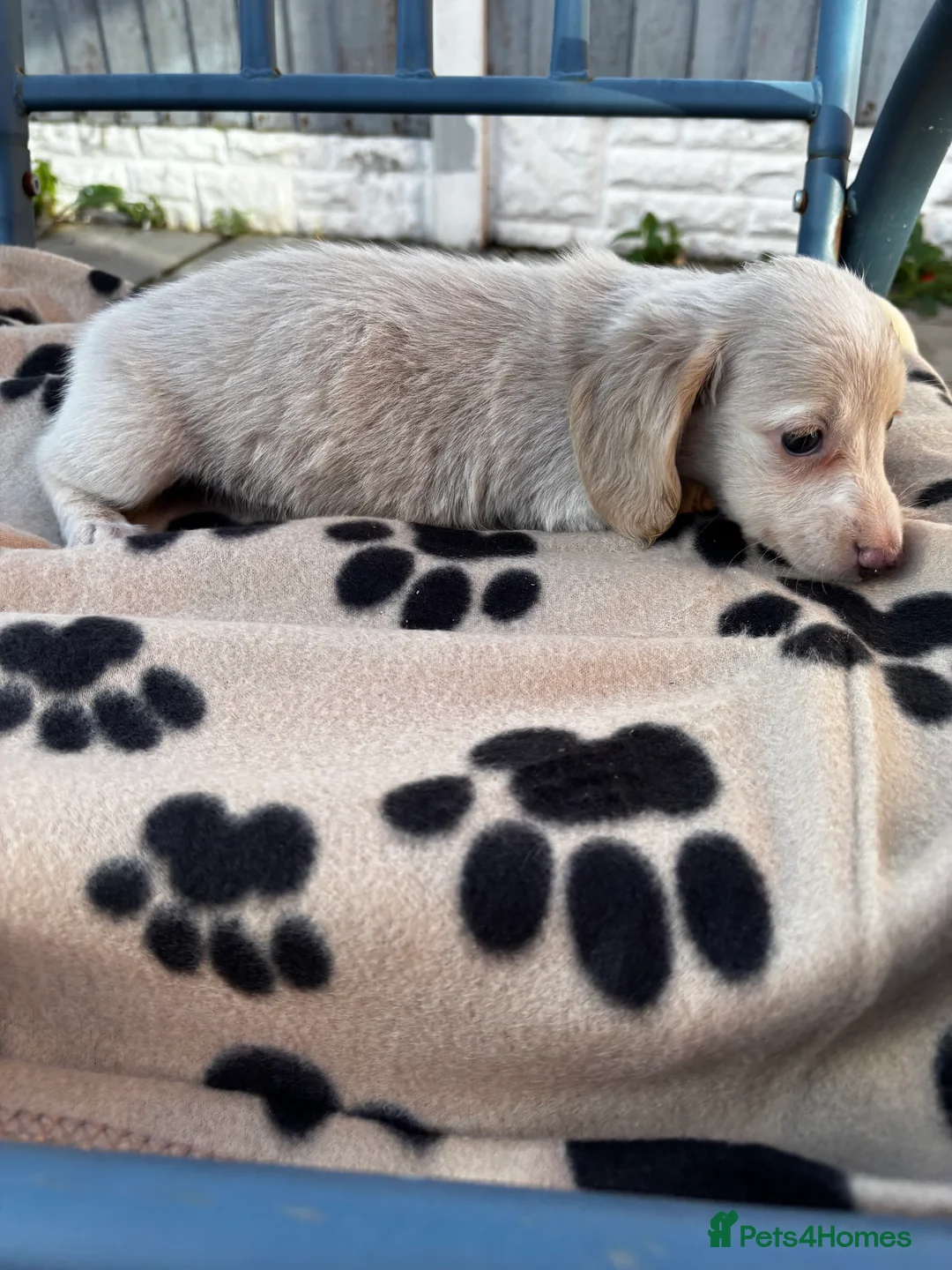 Miniature Dachshund dogs for sale: Long Haired Miniature Dachshund Puppies - Advert 2