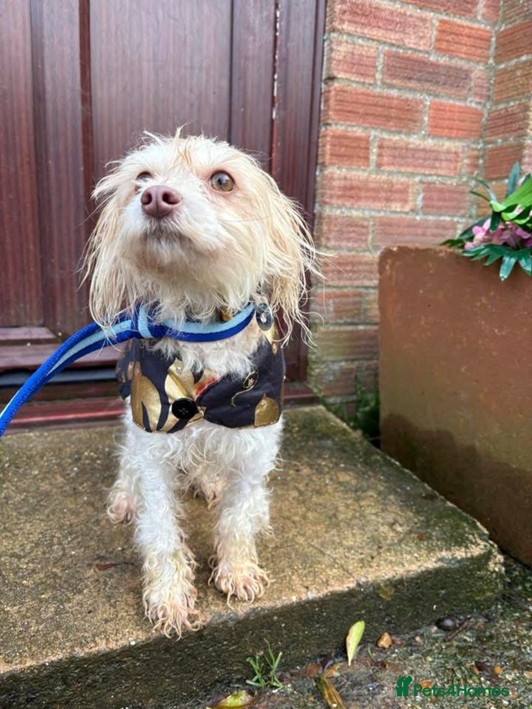 Mixed Breed dogs for adoption: Emerald - Hingham Norfolk  - Advert 10