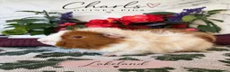 Guinea Pig rodents for sale: LOTS !!! very Friendly baby boy guinea pigs 🩵 - Advert 5