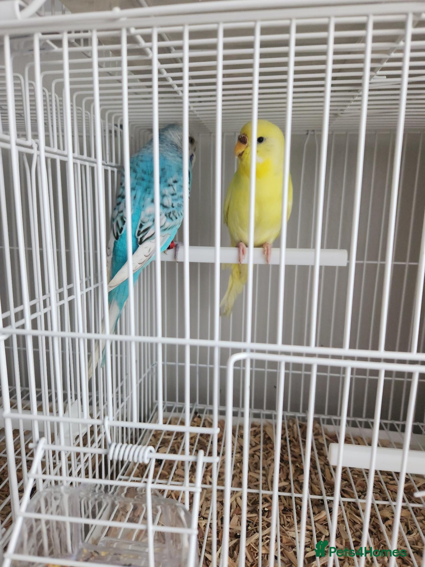 Budgerigars birds Budgies available now 🐦🐦‍⬛🦜🦚 - Advert 1