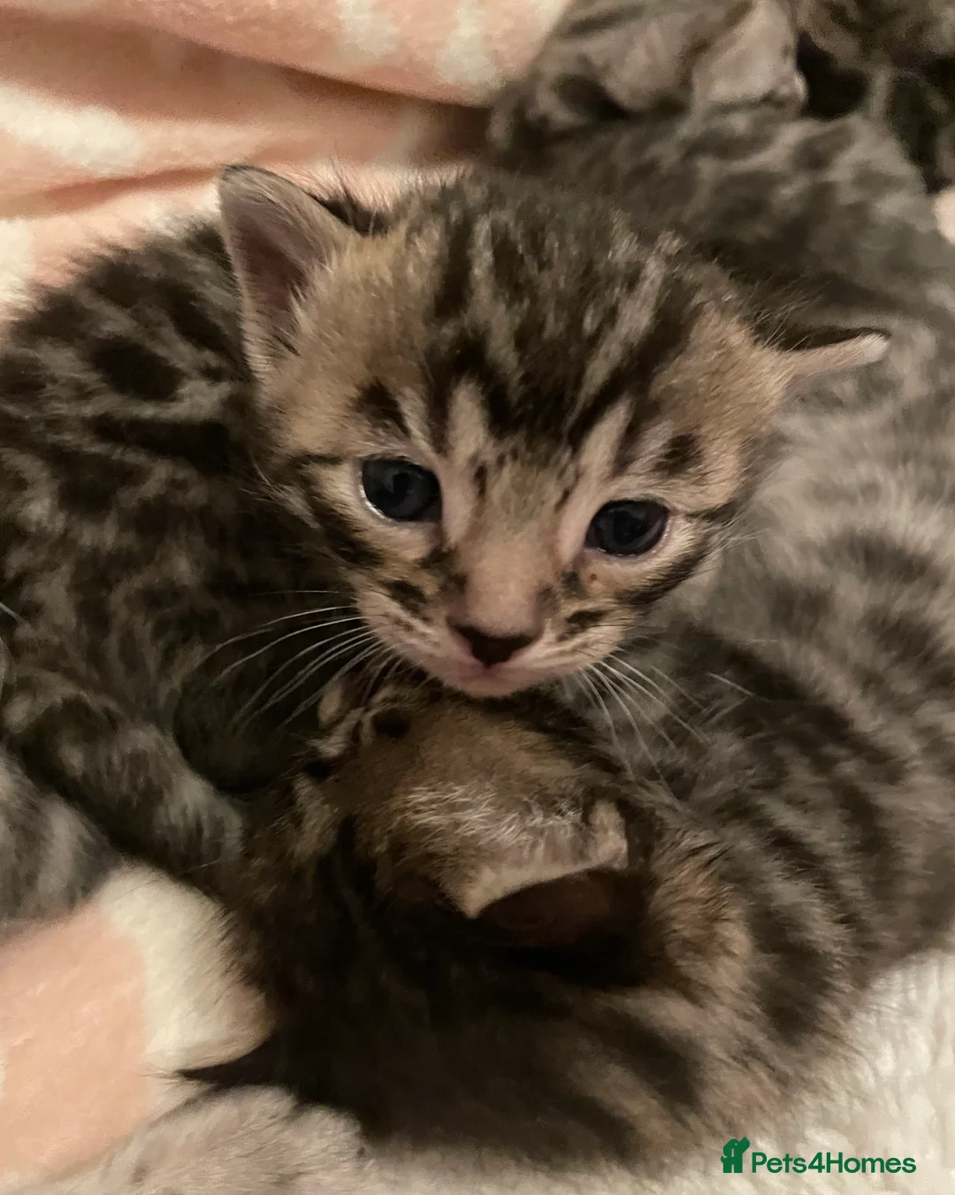 Bengal cats for sale: Incredibly beautiful Bengals kittens TICA  - Advert 15