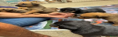 Rottweiler 4