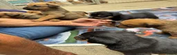 Rottweiler dogs for sale: Rottweilerx in Worcester - Advert 4