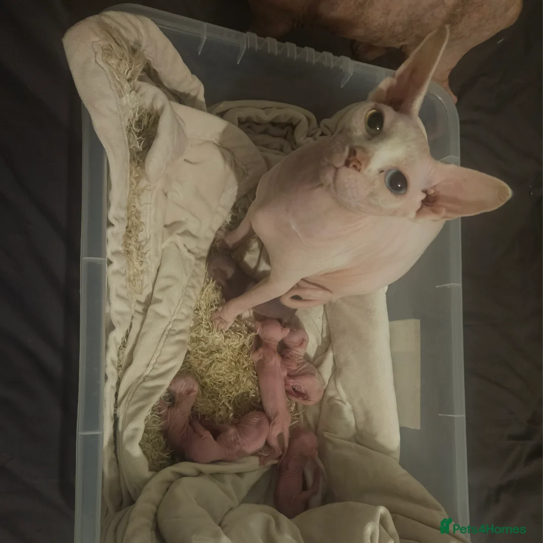 Sphynx cats for sale: Pedigree Sphynx kittens. Ready to go. - Advert 16