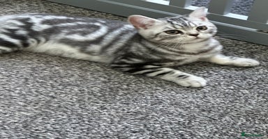 British Shorthair cats - Advert 10