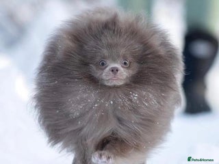 Pomeranian dogs in Leeds - Advert 4
