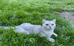 Scottish Fold cats for sale: Scottish fold - Image 7