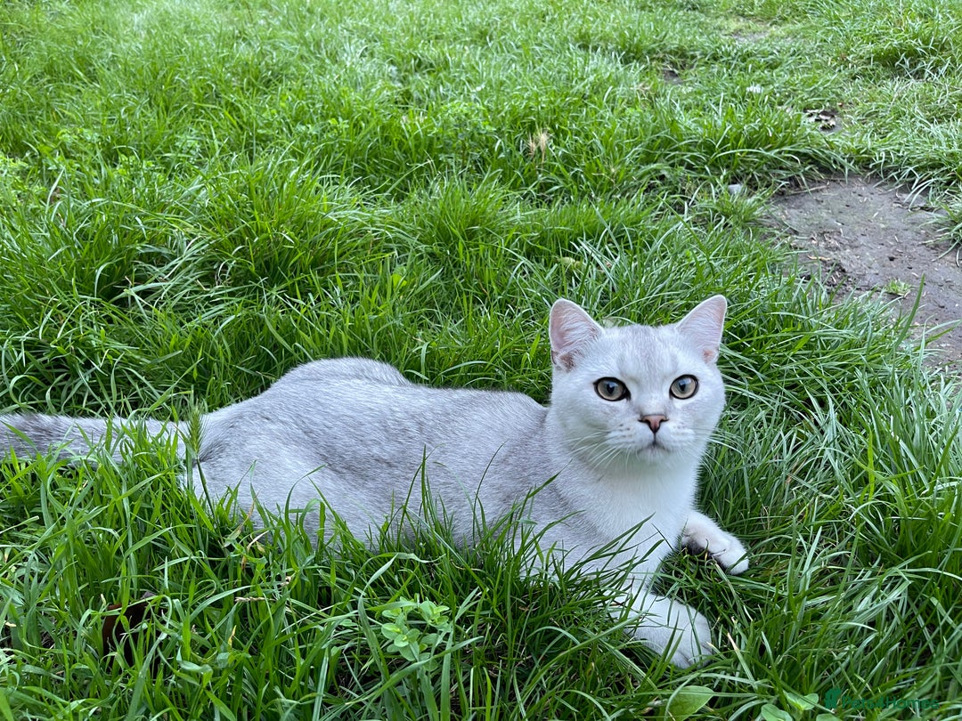 Scottish Fold cats for sale: Scottish fold - Image 7