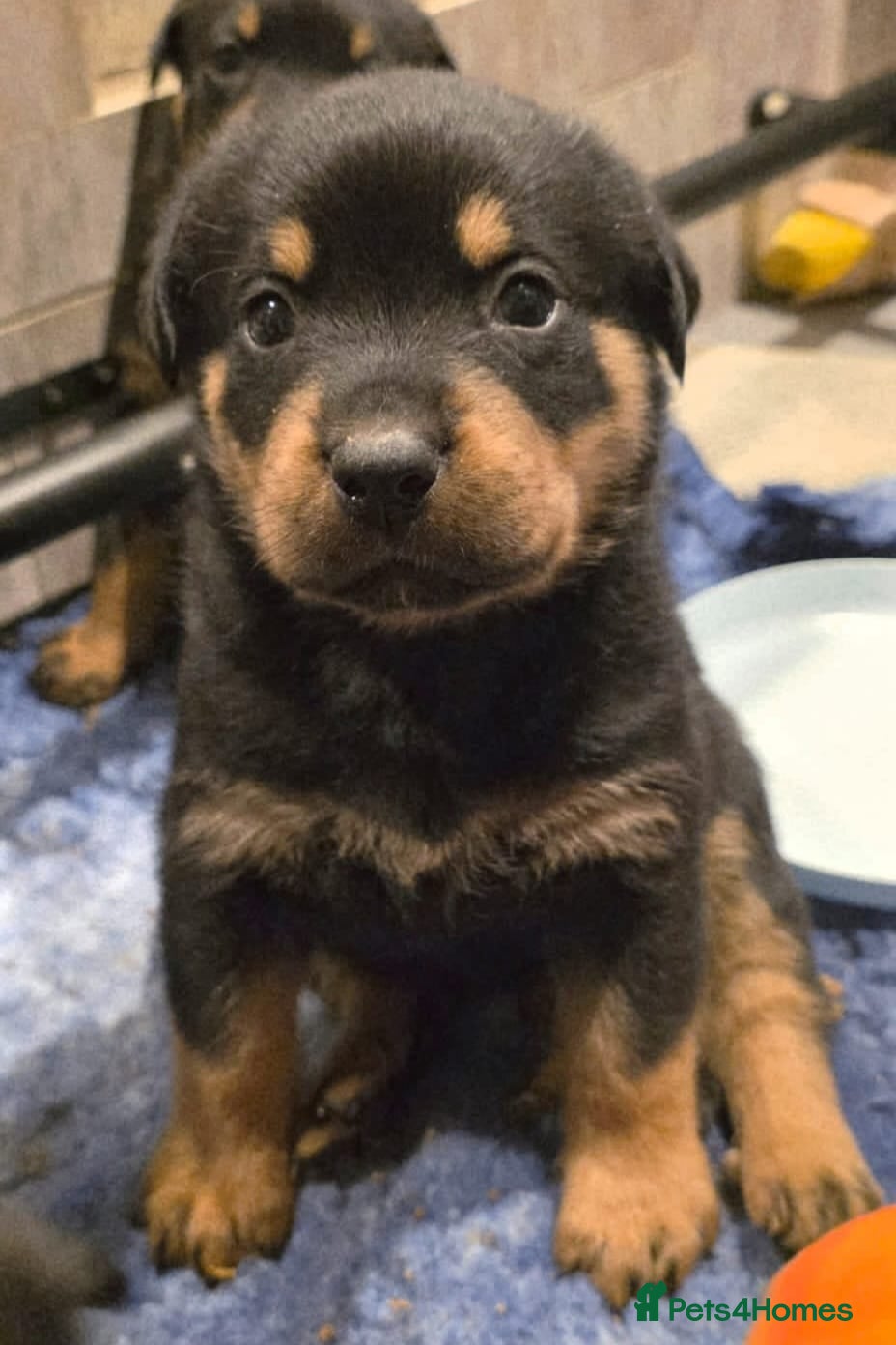 Rottweiler dogs Stunning KC REGISTERED rottweiler pups - Advert 2