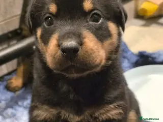 Rottweiler dogs Stunning KC REGISTERED rottweiler pups - Advert 2