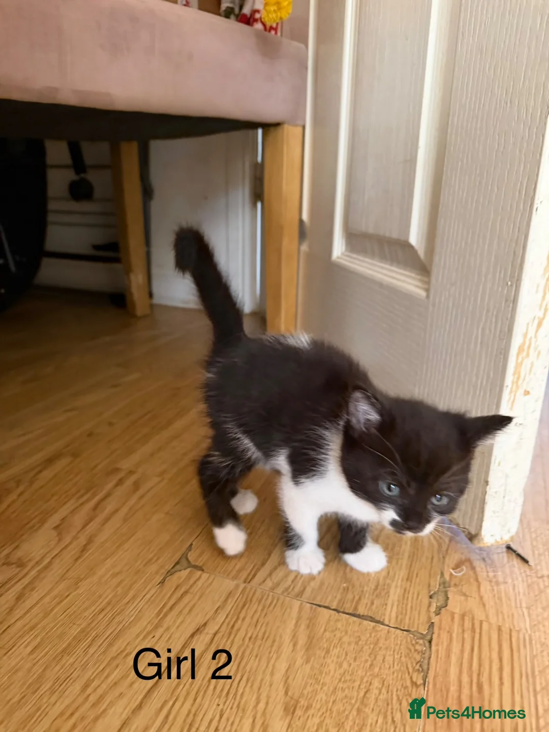 Mixed Breed cats for sale: Little princess — waiting for her special person!  - Advert 22