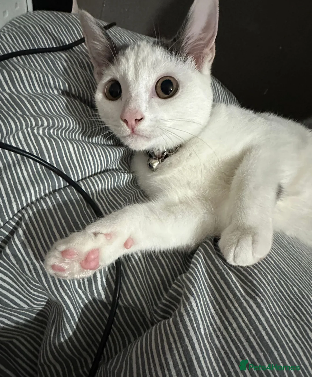 Mixed Breed cats for sale: Grey and white female kitten in London - Advert 4