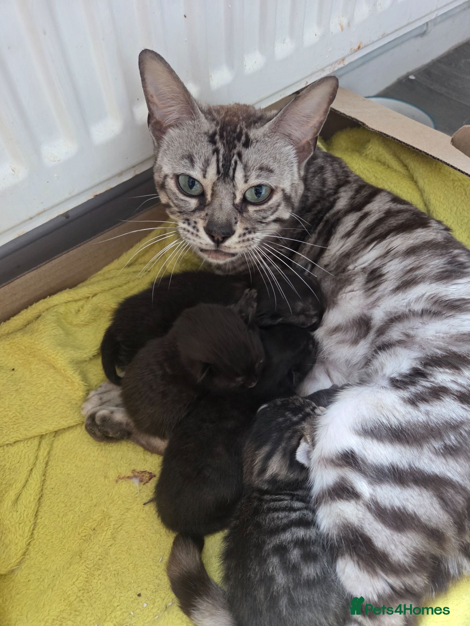 Mixed Breed cats Two half bengal boys - Advert 9